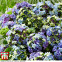 Hydrangea macrophylla 'Lady Mata Hari Blue' (Royalty Collection)