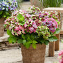 Hydrangea macrophylla 'Lady Mata Hari Pink' (Royalty Collection)