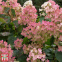 Hydrangea paniculata 'Pink Diamond'