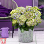 Hydrangea macrophylla 'Magical Jewel'