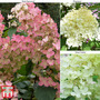 Hydrangea paniculata Collection