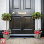 Holly 'Green Alaska' Standard - Gift