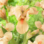 Iris 'Apricot Silk'