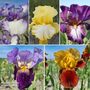 Iris Re-blooming Three Seasons Collection