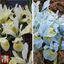 Iris 'Katharine's Collection'