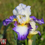 Iris 'Irisades'