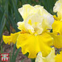 Iris 'Lune et Soleil'