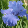 Iris 'Metolius Blues'