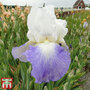 Iris 'Mission Ridge' (Re-Blooming)