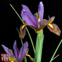 Iris reticulata 'Purple Hill'