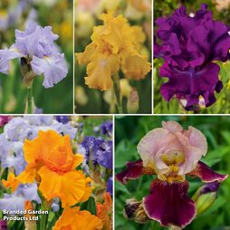 Iris 'Re-Blooming Collection'