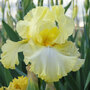 Iris 'Summer Olympics' (Reblooming)