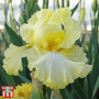 Iris 'Summer Olympics' (Re-Blooming)