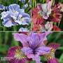 Iris sibirica Peacock Butterfly Collection