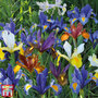 Iris 'Dutch Mixed'