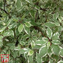 Cornus alba 'Ivory Halo'