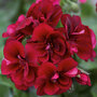 Geranium 'Grandeur® Ivy Velvet'