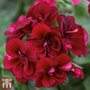 Geranium 'Grandeur® Ivy Velvet'