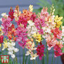 Ixia 'Mixed Colours'