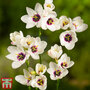 Ixia 'Spotlight'