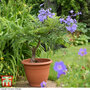 Jacaranda 'Bonsai Blue'