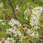 Amelanchier canadensis