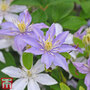 Clematis 'Justa'