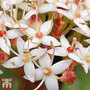 Cornus alba 'Kesselringii' (Hedging)
