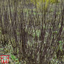Cornus alba 'Kesselringii'