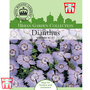 Dianthus amurensis 'Siberian Blues' - Kew Collection Seeds