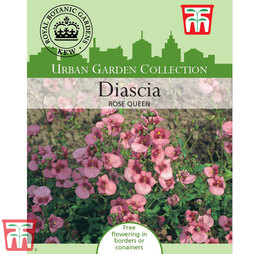 Diascia barberae 'Rose Queen' - Kew Collection Seeds
