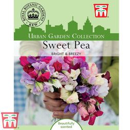 Sweet Pea 'Bright and Breezy' - Kew Collection Seeds