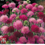 Knautia macedonica 'Melton Pastels'