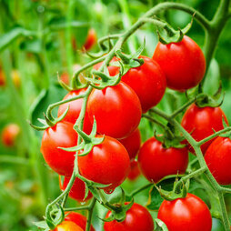 Organic Tomato 'Koralik' - Seeds