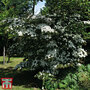 Cornus kousa 'Teutonia'