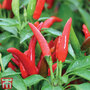 Chilli Pepper 'Krakatoa' F1 Hybrid (Hot) - Seeds