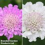 Scabious 'Kudos Collection'