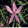 Laurentia 'Avant-Garden Pink' with Dark Eye - Seeds