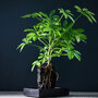 Schefflera Plant on Lava Rock in a Tray (Lova plant)