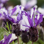 Lavender 'Twin Summer' (Butterfly Garden)