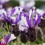 Lavender 'Twin Summer' (Butterfly Garden)