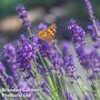 Lavandula × intermedia 'Dutch Group'