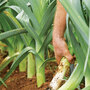 Leek 'Autumn Mixed'