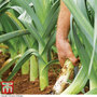 Leek Autumn Mixed
