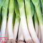 Leek 'Blauwgroene Winter - Bandit' - Seeds