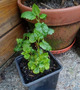 Lemon balm