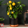 Lemon - Citrus Trellis (House Plant)