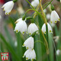 Leucojum aestivum 'Gravetye Giant'