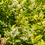 Golden Privet (Hedging)