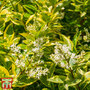 Ligustrum ovalifolium 'Aureum' (Hedging)